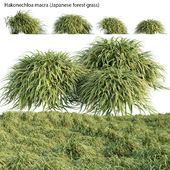 Hakonechloa macra - Japanese forest grass