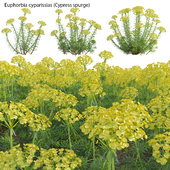Euphorbia cyparissias - Cypress spurge 02