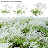 Actaea matsumurae - White Pearl 02