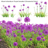 Allium hollandicum - Purple Sensation - Ornamental Onion 02