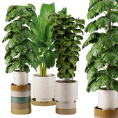Indoor Plants Collection 42