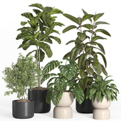 indoor plant set 38-stone pot