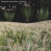 Miscanthus sacchariflorus - Silvergrass