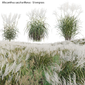 Miscanthus sacchariflorus - Silvergrass 02