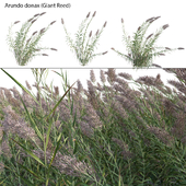 Arundo donax - Giant Reed - Spanish Reed