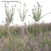 Arundo donax - Giant Reed - Spanish Reed 02