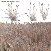 Arundo donax - Giant Reed - Spanish Reed 03