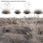 Helictotrichon sempervirens - Blue Oat Grass 02