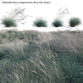 Helictotrichon sempervirens - Blue Oat Grass 03
