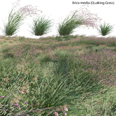 Briza media - Quaking Grass 02