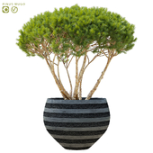 Mountain pine in flower pots | Pinus mugo