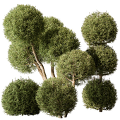 Topiary Ball Bush Set 104