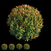 Syzygium campanulatum plant set 03