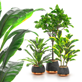 Ficus And Spathiphyllum Indoor Plant Collection