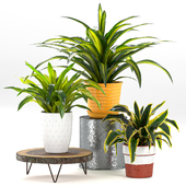 Indoor Plant Collection Dracaena Dragon Tree Song of India