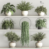 Hanging Plants And Indoor plant Set 86
