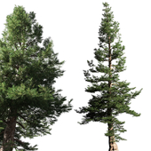 Pinus Sylvestris Snowy