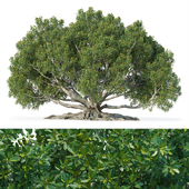 Ficus macrophylla (Ficus macrophylla)