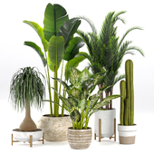Indoor Tropical Banana Tree , Dieffenbachia , Cactus , Ponytail Palm , Areca Palm Plants Collection