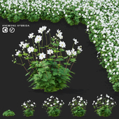 Anemone hybrid bushes | Anemona hybrida