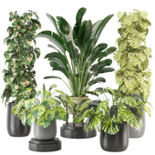 indoor Plants Collection - Set 641