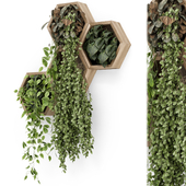 Indoor Hanging Plants in Wooden Base - Set 1206