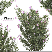 Set of Lysionotus Pauciflorus Plant (Lavender Lady) ( 3 Plants )