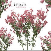 Set of Polygonum Orientale Plant ( Princes Feather ) ( 3 Plants )