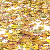 Autumn leaves. Set of dry leaves