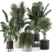 Indoor Plants  in rusty Concrete Pot - Set 1228