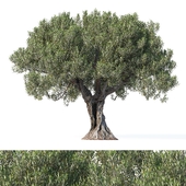 Olive tree 8