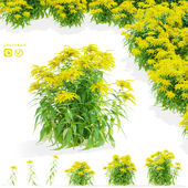 Goldenrod flowers | Solidago