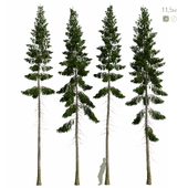 Spruce 11m