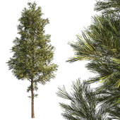 Simple pine tree