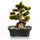 Pine Bonsai Decorative Plant