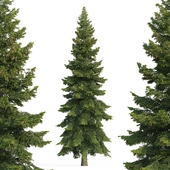 Spruce 2 (Spruce 2)