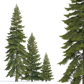 Spruce 3 (Spruce 3)