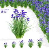 Siberian iris flowers | Iris sibirica