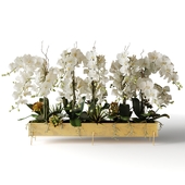 Белые орхидеи в длинном металлическом кашпо
