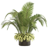 Indoor Plant -Palm- No.29