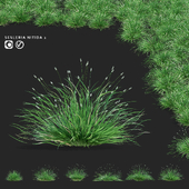 Sesleria brilliant ornamental grasses | Sesleria nitida 2