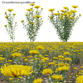 Chrysanthemum grandiflorum 01