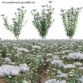 Chrysanthemum grandiflorum 02