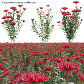 Chrysanthemum grandiflorum 03