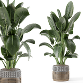 Indoor Plants in rusty Concrete Pot - Set 1284