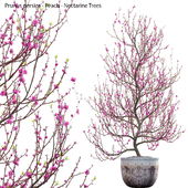 Prunus persica - Peach - Nectarine Trees - 01