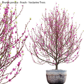 Prunus persica - Peach - Nectarine Trees - 03