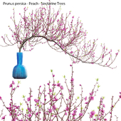 Prunus persica - Peach - Nectarine Trees - 04