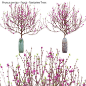 Prunus persica - Peach - Nectarine Trees - 05