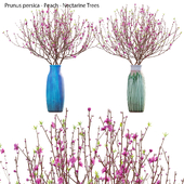 Prunus persica - Peach - Nectarine Trees - 06